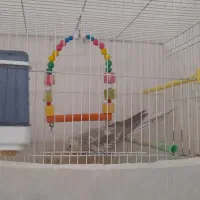 عروس هلندی|پرنده|رشتخوار, |دیوار