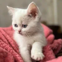 گربه اسکاتیک