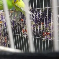 2 جفت مرغ عشق|پرنده|مشهد, قائم|دیوار