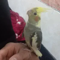 عروس هلندی گمشده