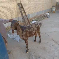 گوسفند کاموری سه قلو زا|حیوانات مزرعه|سراوان, |دیوار