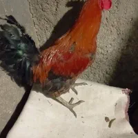 مرغ و خروس درجه یک|حیوانات مزرعه|ملکشاهی, |دیوار