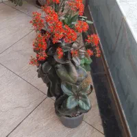 رهن واجاره مجردی شهرک باغمیشه