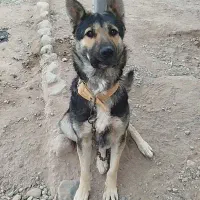 واگذاری سگ|سگ|چهارباغ, |دیوار