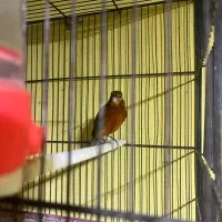 قناری سرخ نر|پرنده|صدرا-فارس, فاز ۱|دیوار