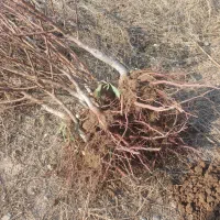 فروش ویژه نهال بادام پیوندی وسنگی درینگی کند|خدمات باغبانی و درختکاری|خسروشاه, |دیوار