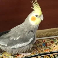 عروس هلندی نر