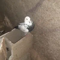 تعداد 15کبوتر به فروش میرسد|پرنده|پاتاوه, |دیوار