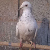 کبوتر هفترنگ