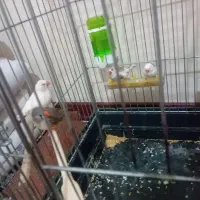 دوجفت فنچ جوجه بده|پرنده|هشتگرد, شهرک بوستان|دیوار