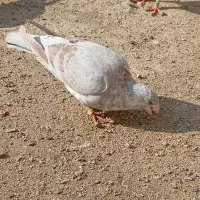 جفت کفترعطیقه جوقی سرخ سینه سفید بالایی بور