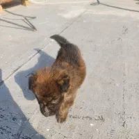 توله ژرمن شپرد ماده دوماهه اصیل|سگ|ماهدشت, |دیوار