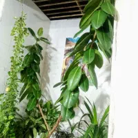 گل فیکوس|گل و گیاه طبیعی|بیضا, |دیوار