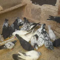 کبوتر پرشی