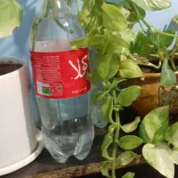 قلمه پتوس بزرگ قلمه گل یخی بزرگ|گل و گیاه طبیعی|سبزوار, باهنر|دیوار