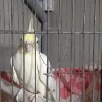 عروس هلندی ماده اماده