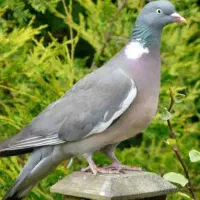 کبوتر جنگلی