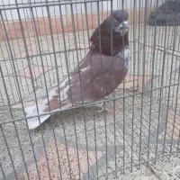 کفترسرخ وگرگی