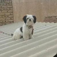 سگ پاکوتاه ناز تربیت شده