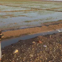 ۸۰هکتار زمین آماده کشت گندم بصورت مشارکت دادمیشود|خدمات باغبانی و درختکاری|اهواز, اهواز|دیوار