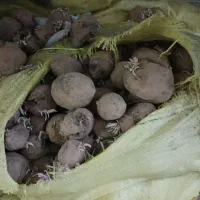 سیب زمینی دامی