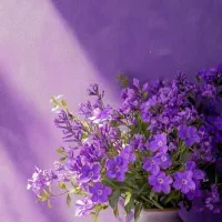 طلا