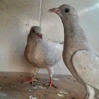 حراج انواع کبوتر|پرنده|خورموج, |دیوار