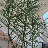 گلهای شیک و مدرن و جذاب