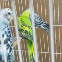 عروس هلندی و مرغ عشق