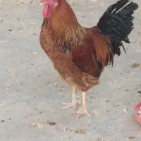 خروس جوان یک ساله