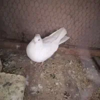 نروماده تیرونی