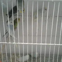 مرغ عشق|پرنده|بیرجند, |دیوار