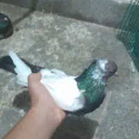 کفتر سینه سیاه