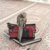 گمشده