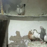کبوتر
