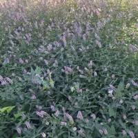 نعناع خوش عطر گلدار  برای عرق گیری درجه یک
