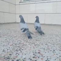 جوجه کبوتر