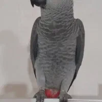 کاسکو دم قرمز  ۴ساله|پرنده|تنکابن, |دیوار