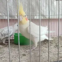 عروس ماده ایزابلا نرلوتینو|پرنده|قم, شاه ابراهیم|دیوار