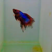 فایتر هافمون|ماهی|هشتگرد, شهرک اقدسیه|دیوار