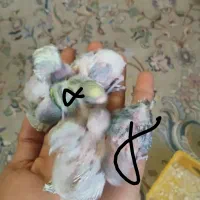 تعدادی جوجه مرغ عشق دستی کردن رنگ خص