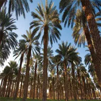 فروش ۱۲۰ بنه نخل کبکاب در آبپخش