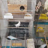 عروس هلندی مرغ عشق فنج با قفس ولوازم یکجا و تکی