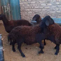 بره قزل افشار درجه یک