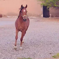 نریان کنز البدایه