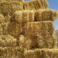 فروش پرس گندم، کلش، 350 عدد