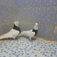 انواع کبوتر|پرنده|دهدشت, |دیوار