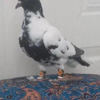 کفتر ابلغ افغانی ماده