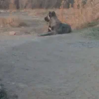 سگ سرابی اصیل|سگ|مهربان, |دیوار