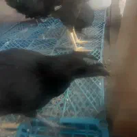 جوجه ایام سمانی